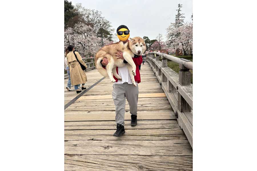 飼い主さんに抱かれて橋を渡るナイト くん【写真提供:アイリス&ナイト父 娘(@irislady_husky)さん】