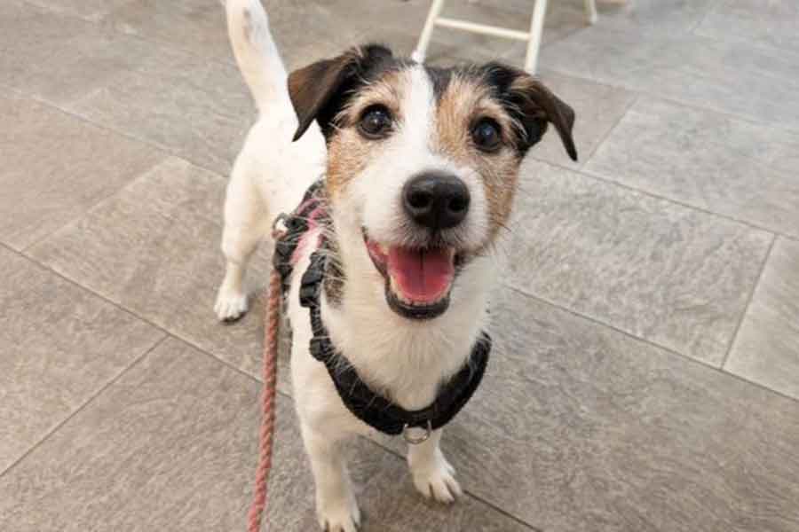 愛らしい表情で見つめてくるシャーロットちゃん【写真提供：複雑奇怪な浪速っ子（@yoshimitropp）さん】