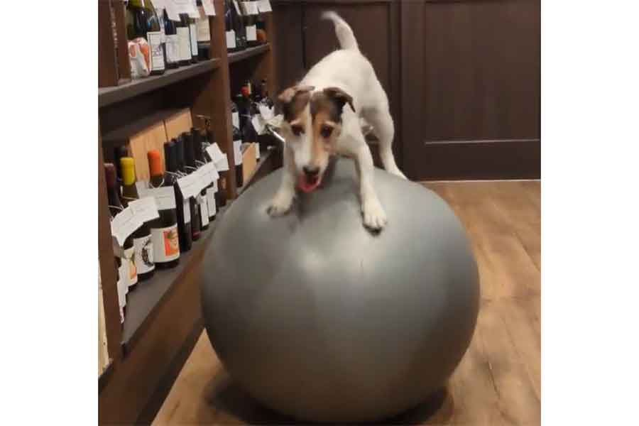 バランスボールを乗りこなすシャーロットちゃん【出典：X（@yoshimitropp）よりスクリーンショット】
