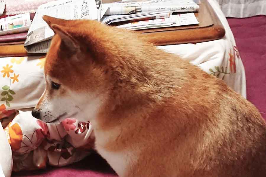 真剣なまなざしで耳を傾ける柴犬のまろくん。視線の先にはまさかのものが…【写真提供:愛犬まろサン(@maro0324shiba2)さん】