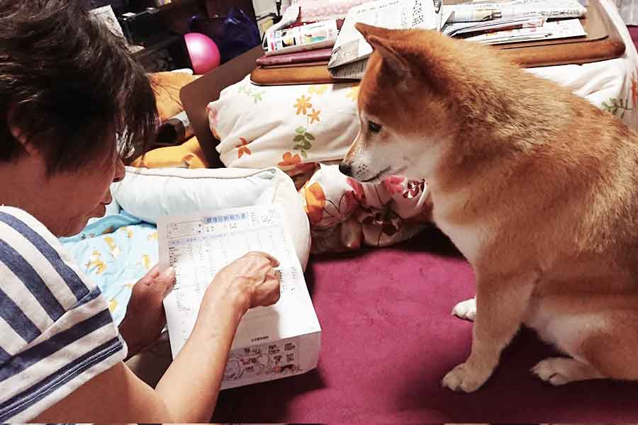 コレステロール値について注意を受けるまろくん【写真提供:愛犬まろサン(@maro0324shiba2)さん】