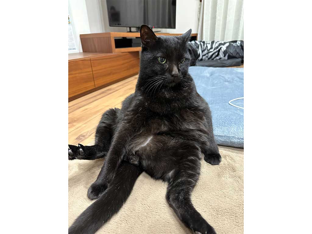 実家にいるクロくん【写真提供：我が家の黒猫（@kuro5696）さん】