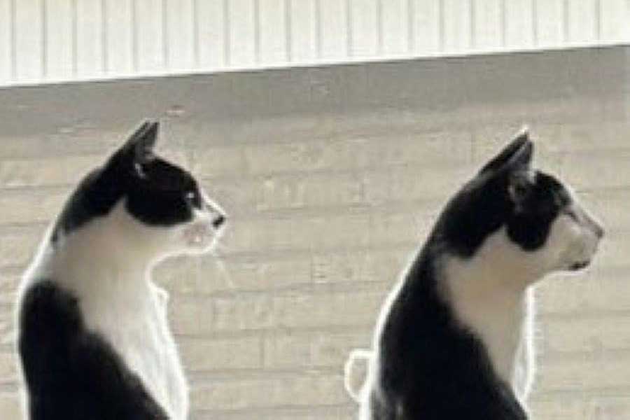 窓の外を凝視する2匹。引きで見るとまさかの姿に【写真提供：我が家の黒猫（@kuro5696）さん】