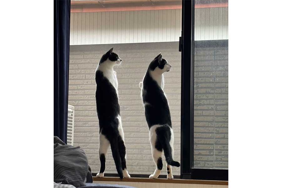 窓に張り付いて鳥を観察する“金麦”コンビ【写真提供：我が家の黒猫（@kuro5696）さん】