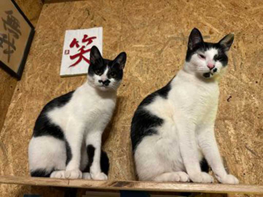 仲良く並ぶ（左から）むぎくんと、きんくん【写真提供：我が家の黒猫（@kuro5696）さん】