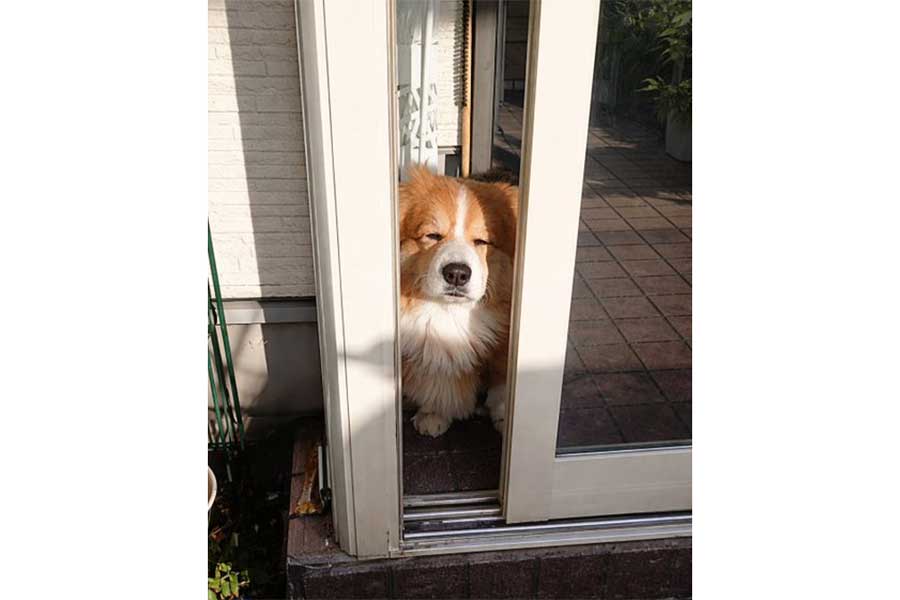 起き抜けに目を細めてお出迎えするサスケくん【写真提供：サスケ（フラッフィーコーギー）（@104ssk）さん】