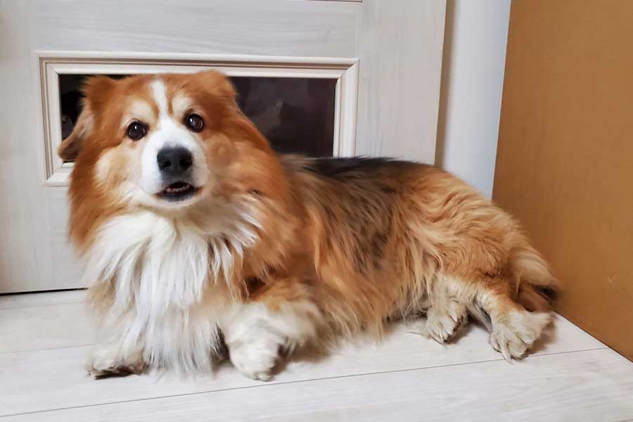 撫でられ待ちのサスケくん【写真提供：サスケ（フラッフィーコーギー）（@104ssk）さん】