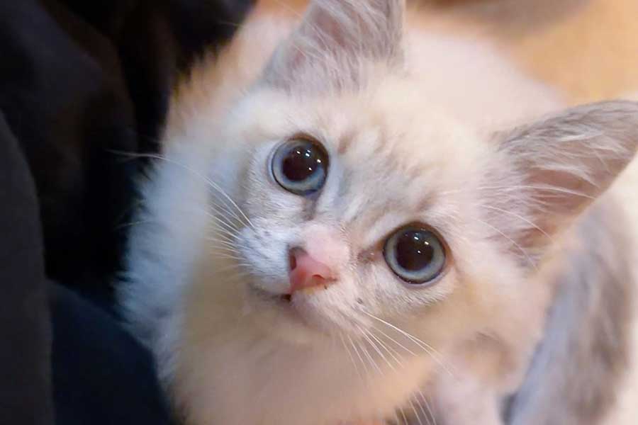 まん丸な目がかわいいマチュちゃん【写真提供：きなこ＠針村（@mocomoco_OvO）さん】