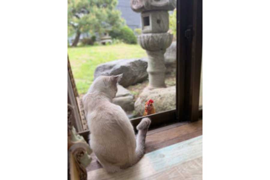 窓越しに見合うマチュちゃんとたま子ちゃん【写真提供：きなこ＠針村（@mocomoco_OvO）さん】