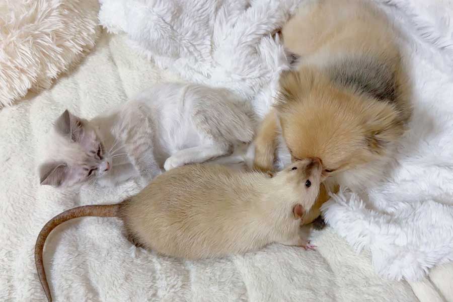 種族を超えて仲良くくつろぐ【写真提供：きなこ＠針村（@mocomoco_OvO）さん】