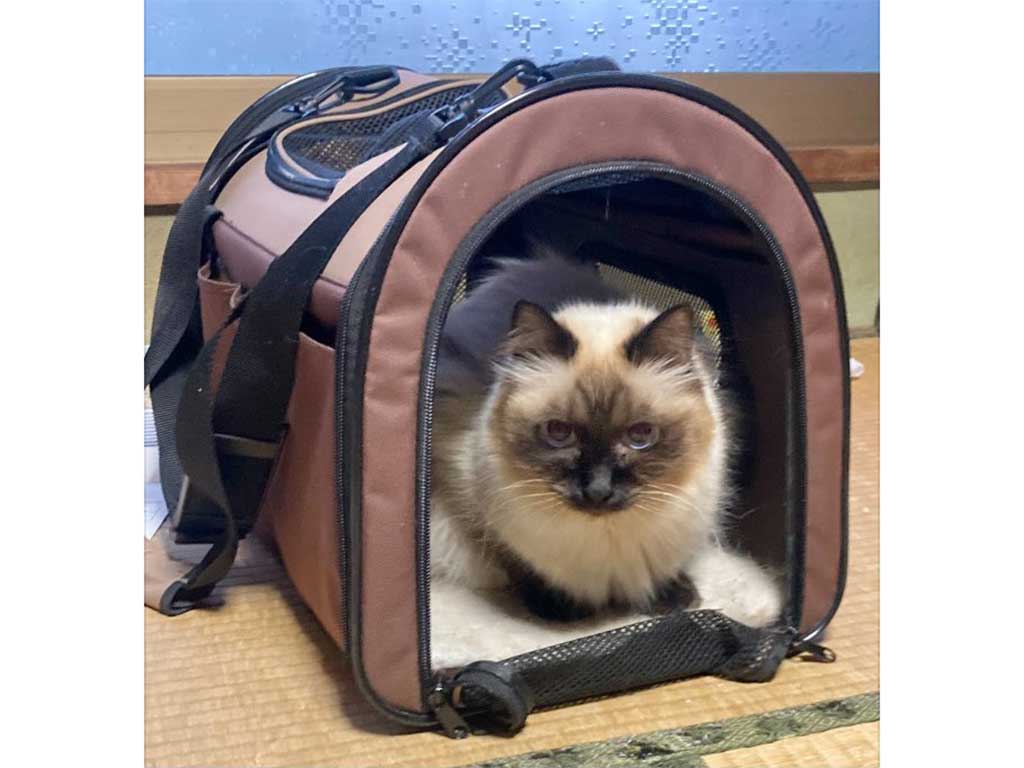 キャリーバッグに逃げ込んでしまったぺるくん【写真提供：やーこ（@yalalalalalala）さん】