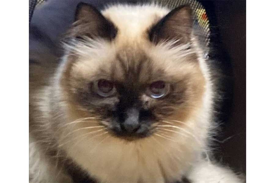 動物病院に行かないという断固とした意志を感じるぺるくんの顔【写真提供：やーこ（@yalalalalalala）さん】