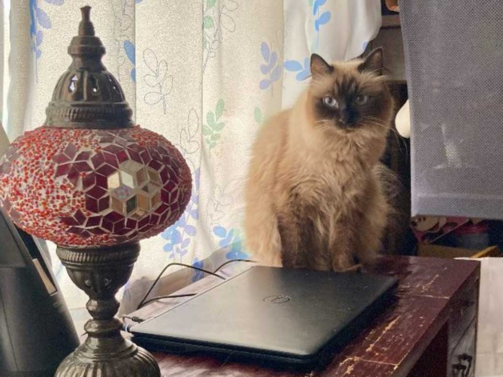 パソコンの前を陣取るぺるくん【写真提供：やーこ（@yalalalalalala）さん】