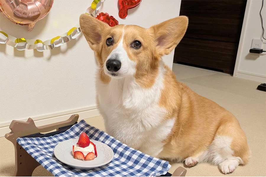 6歳になったこまちちゃん【写真提供：こまち@彩（@komachiaya_）さん】