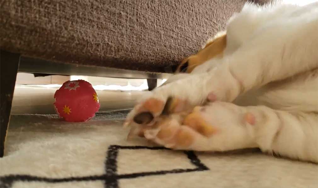 ボールを取ろうと必死なこまちちゃん【出典：X（@komachiaya_）よりスクリーンショット】