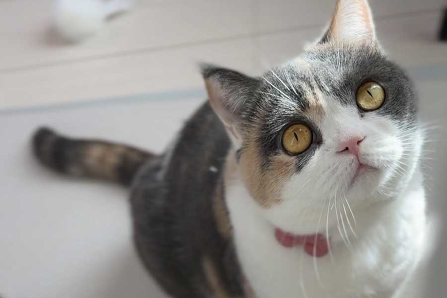 まん丸でかわいらしいみゅーちゃん【写真提供：MIU&RIN（@MIUandRIN521117）さん】