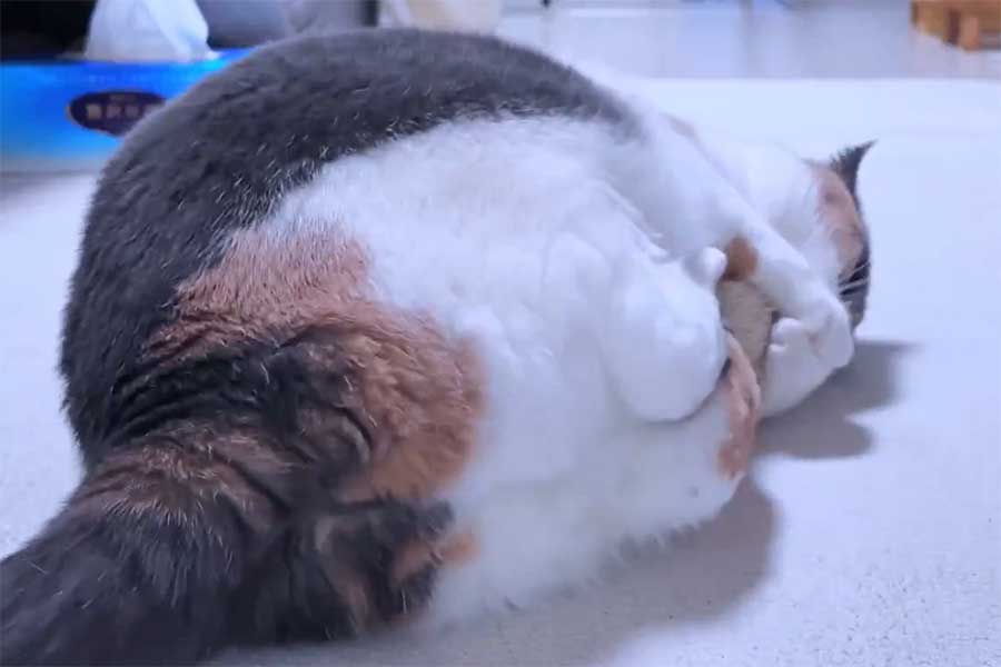 みゅーちゃんの愛らしい後ろ姿【出典：X（@ MIUandRIN521117）よりスクリーンショット】