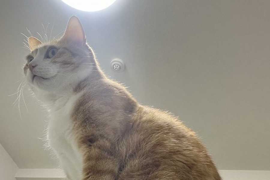 クウくんが平然と座っていたまさかの場所とは…!?【写真提供：クウとカイ（@kunyan_kainyan）さん】