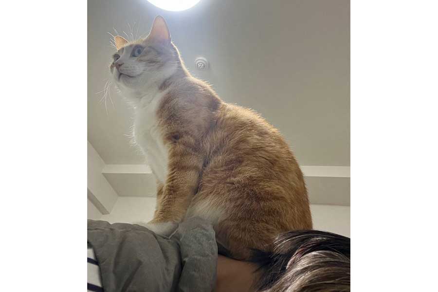 飼い主さんの首の上に座るクウくん【写真提供：クウとカイ（@kunyan_kainyan）さん】