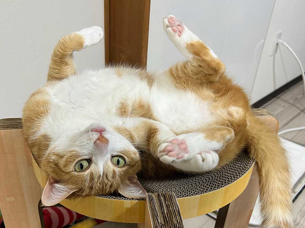 普段からかまってほしがりなクウくん【写真提供：クウとカイ（@kunyan_kainyan）さん】