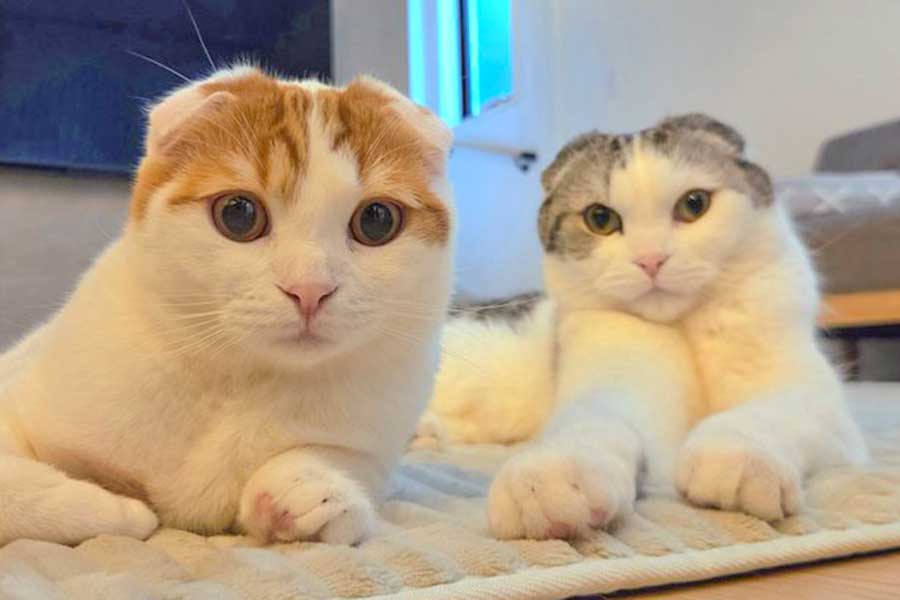 スコティッシュフォールドの（左から）ミックくんとセラくん【写真提供：今日と、セラ、ミック（@sera230813）さん】