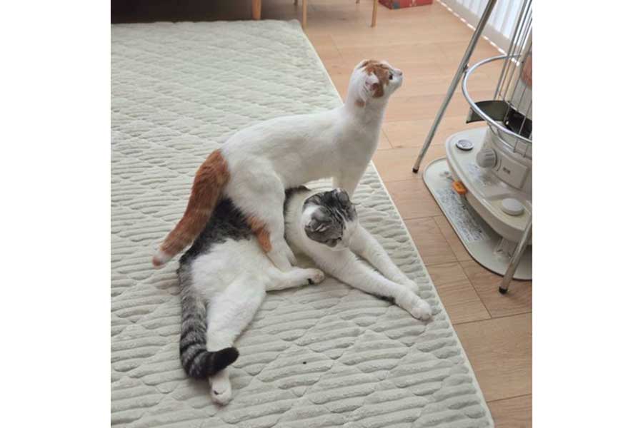 奇妙な体勢で暖を取る2匹【写真提供：今日と、セラ、ミック（@sera230813）さん】