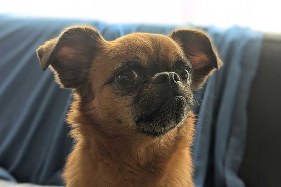 キメ顔のビノくん【写真提供：ルンタとビノ（@runtabino）さん】