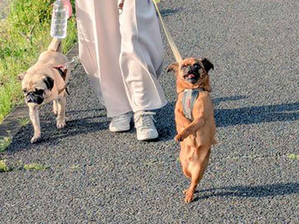 お散歩中の（左から）ルンタくんと、2足歩行のビノくん【写真提供：ルンタとビノ（@runtabino）さん】