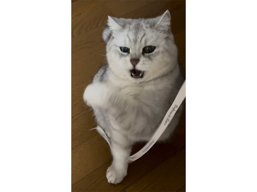 躍動感あふれるふう太くん【写真提供：enoa（@enoa_33）さん】