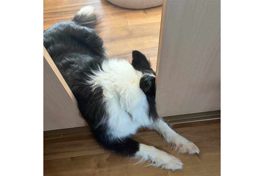 進入禁止の部屋に少しだけ入るましろくん【写真提供：ましろ（@mashiro_collie）さん】