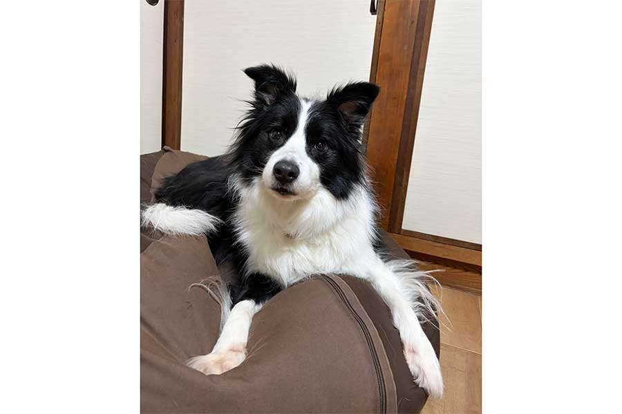 クッションでくつろぐましろくん【写真提供：ましろ（@mashiro_collie）さん】