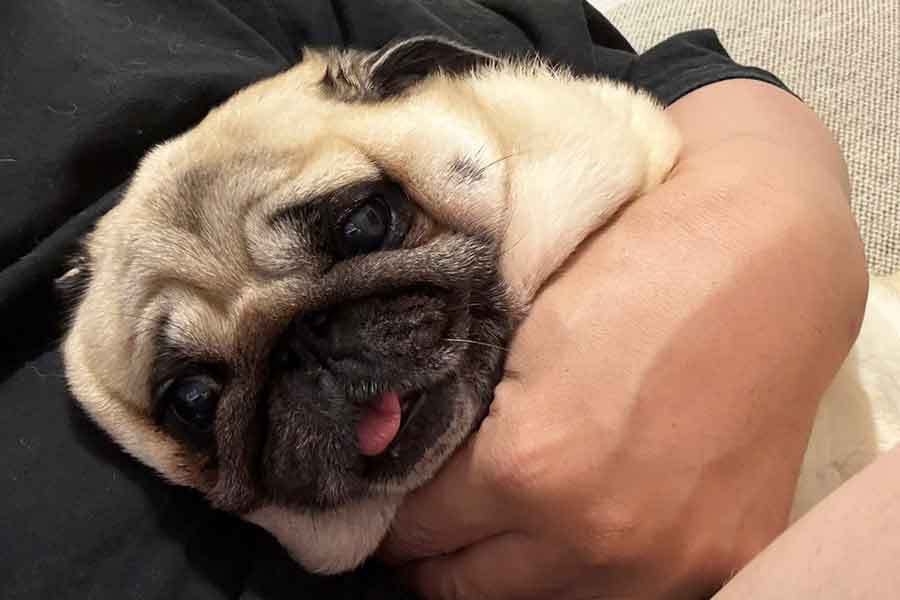 かわいい表情を浮かべるアモちゃん【写真提供：パギー@キャンプ記事書いてAIを教える人（@kunisu89）さん】