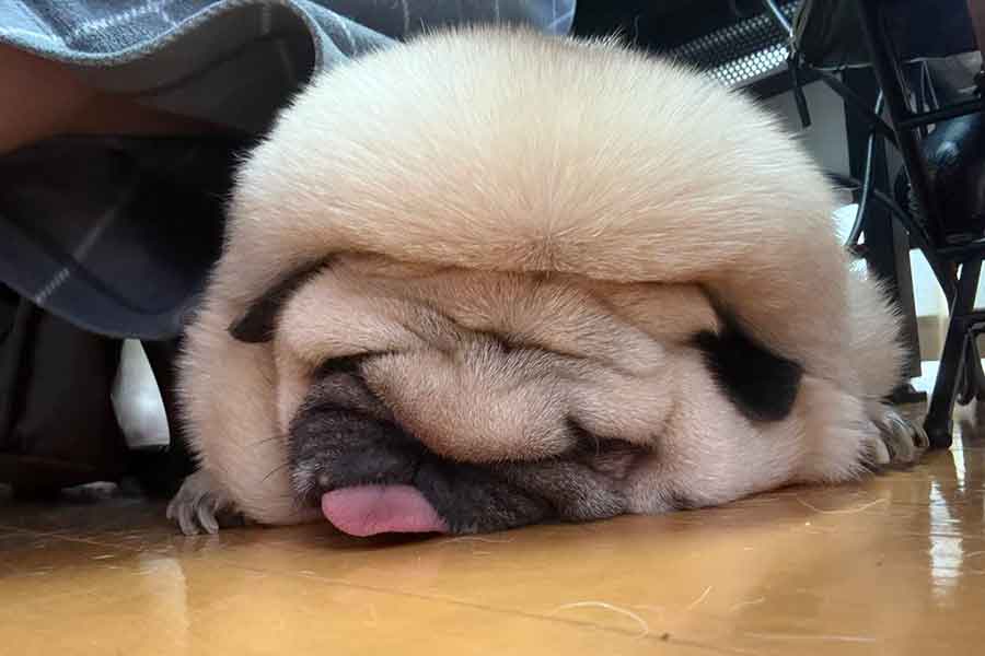 「たれぱんだ」化するアモちゃん【写真提供：パギー@キャンプ記事書いてAIを教える人（@kunisu89）さん】