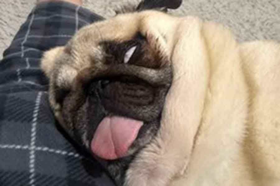 白目をむいて寝るアモちゃん【写真提供：パギー@キャンプ記事書いてAIを教える人（@kunisu89）さん】