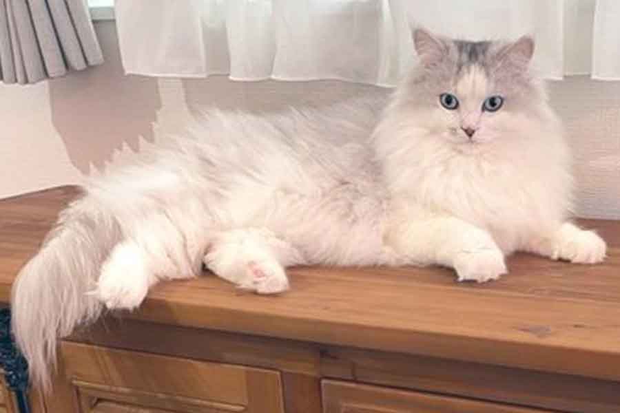 長い毛が美しいイヴくん【写真提供：イヴ　サイベリアン（@howarohan1124）さん】