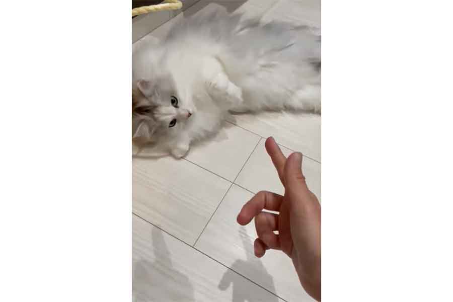 気分によって反応速度が変わるイヴくん【出典：X（@howarohan1124）よりスクリーンショット】