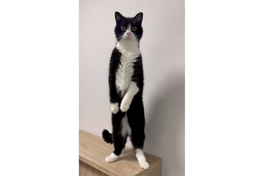 2本足で立つたろうくん【出典：X（@taro20216）よりスクリーンショット】