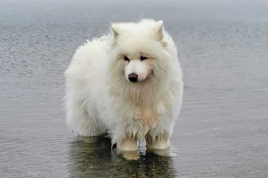 哀愁漂う表情の心和ちゃん【写真提供：サモエド心和　14歳（@bobobon_wacchan）さん】