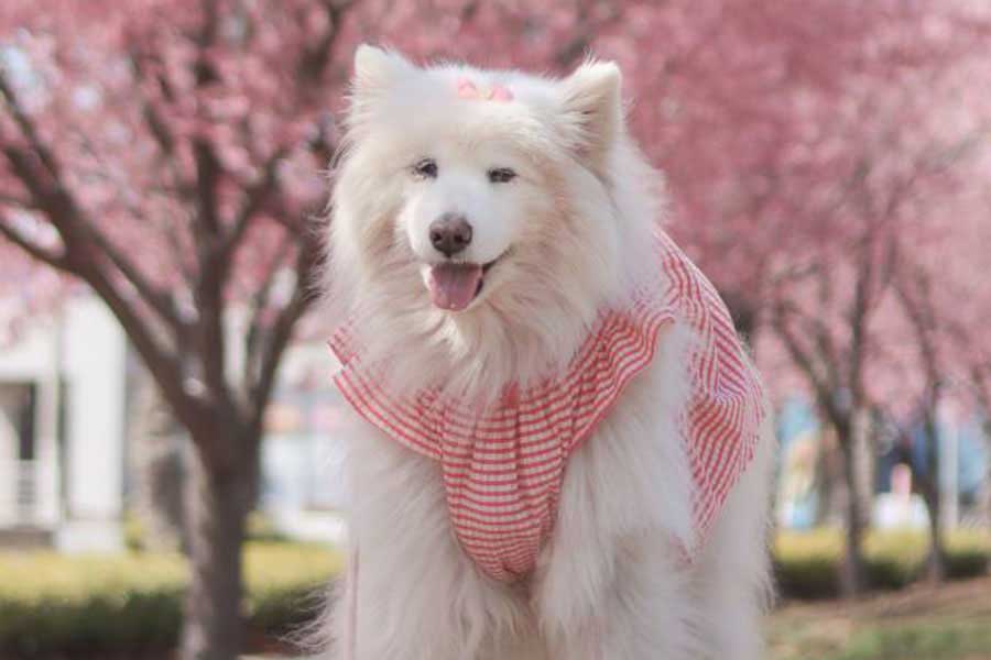 笑顔がかわいらしい心和ちゃん【写真提供：サモエド心和　14歳（@bobobon_wacchan）さん】