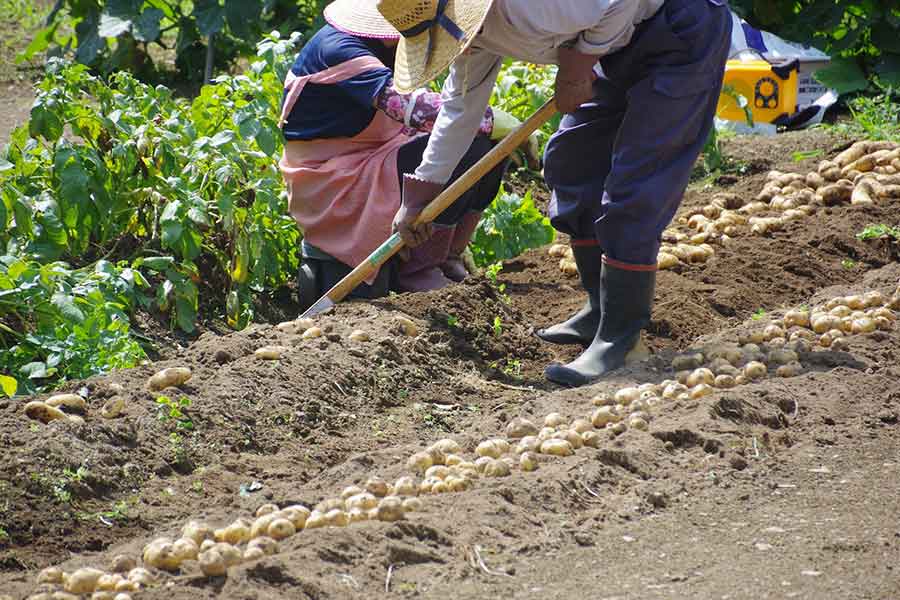 手塩にかけて作られる農作物（写真はイメージ）【写真：PIXTA】