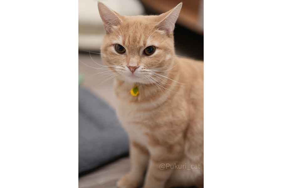 丸い顔がとてもかわいらしいミクくん【写真提供：ぷくり（@Pukuri_cat）さん】