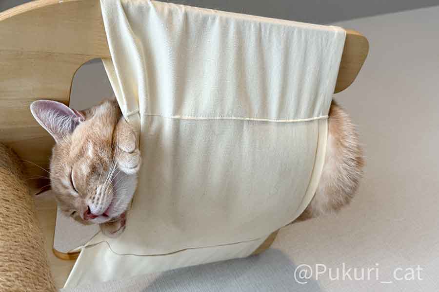 ハンモックで気持ちよさそうに眠るミクくん【写真提供：ぷくり（@Pukuri_cat）さん】