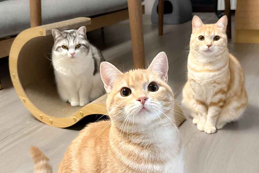 たくさんの愛情を注がれて、幸せいっぱいに暮らす3匹【写真提供：ぷくり（@Pukuri_cat）さん】