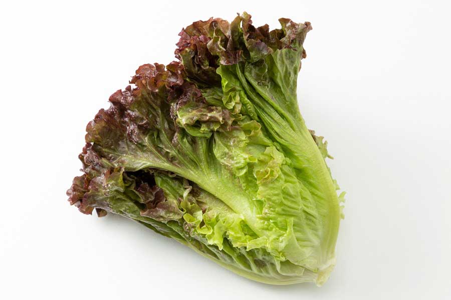 葉レタスの一種、サニーレタス（写真はイメージ）【写真：PIXTA】