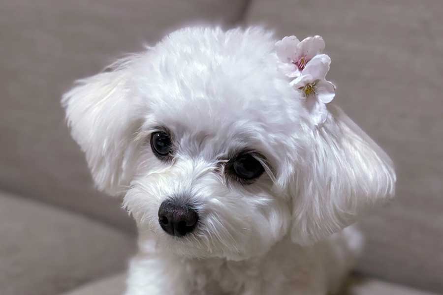 かわいらしいふわりちゃん【写真提供：ふわふわないぬ（@fuafua_824）さん】