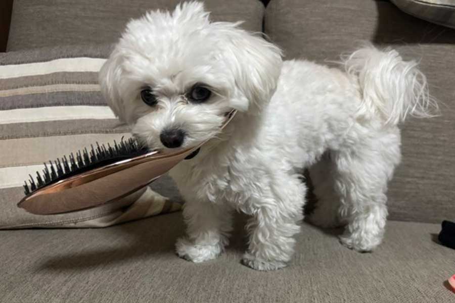 「ReFa」のブラシをかじるふわりちゃん【写真提供：ふわふわないぬ（@fuafua_824）さん】