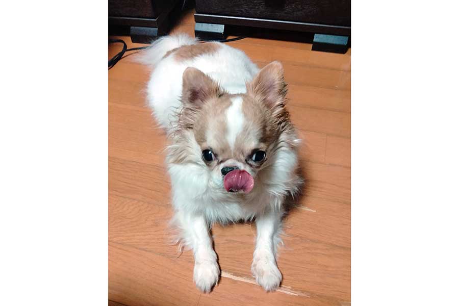 食いしん坊な玉緒さん【写真提供：えちごやとちわわ（@echigoyamoke）さん】