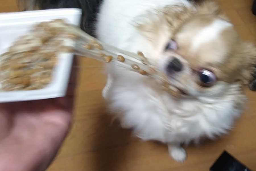 勢い良く納豆を食べる玉緒さん【写真提供：えちごやとちわわ（@echigoyamoke）さん】