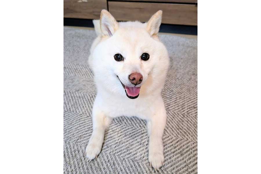 笑顔を見せる餅子ちゃん【写真提供：KURUMILK.SHIBAINU（@KURUMILK118）さん】