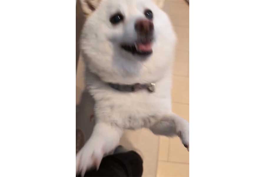 飼い主さんの帰宅を歓迎する餅子ちゃん【出典：X（@KURUMILK118）よりスクリーンショット】